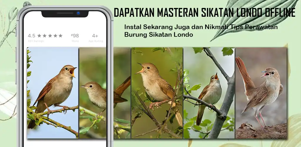Play Masteran Sikatan Londo Offline  and enjoy Masteran Sikatan Londo Offline with UptoPlay