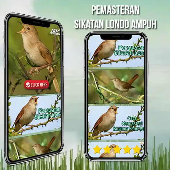 Play Masteran Sikatan Londo Offline as an online game Masteran Sikatan Londo Offline with UptoPlay