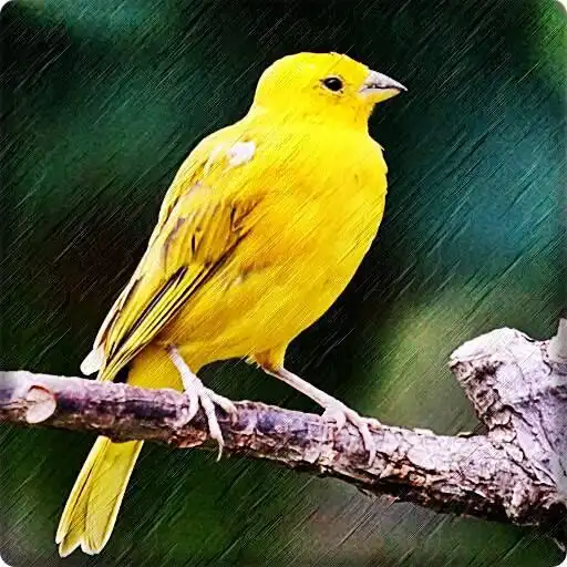 Play Masteran Suara Burung Kenari APK