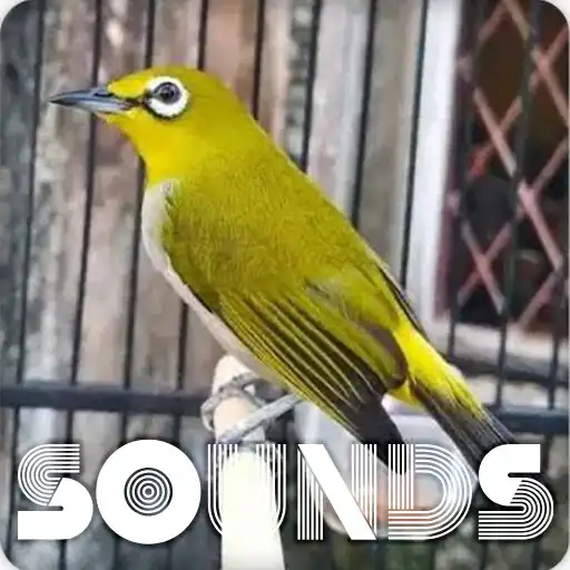 Play Masteran Suara Burung Pleci APK