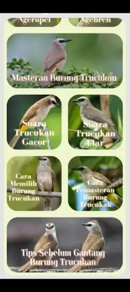 Play Masteran Trucukan Gacor as an online game Masteran Trucukan Gacor with UptoPlay