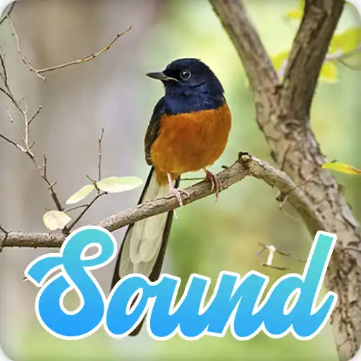 Play Master Burung Murai Batu APK