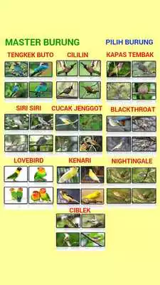 Play MASTER BURUNG