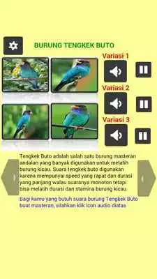 Play MASTER BURUNG