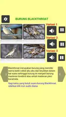 Play MASTER BURUNG