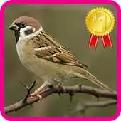 Free play online Master Chirping Gereja APK