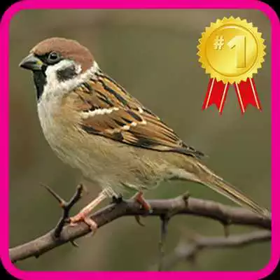 Play Master Chirping Gereja