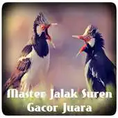 Free play online Master Jalak Suren Gacor Juara APK Free play online Master Jalak Suren Gacor Juara APK