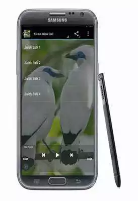 Play Master Jalak Unggulan
