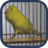 Free play online Master kenari jawara Offline APK Free play online Master kenari jawara Offline APK