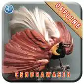Free play online Master Kicau Burung Cendrawasih APK Free play online Master Kicau Burung Cendrawasih APK