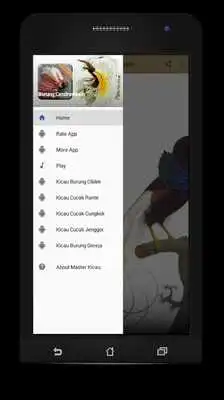 Play Master Kicau Burung Cendrawasih