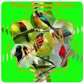 Free play online Master Kicau Burung Madu APK