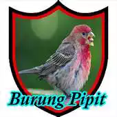 Free play online Master Kicau Burung Pipit APK Free play online Master Kicau Burung Pipit APK