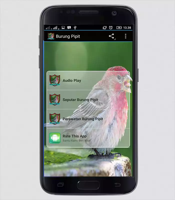 Play Master Kicau Burung Pipit