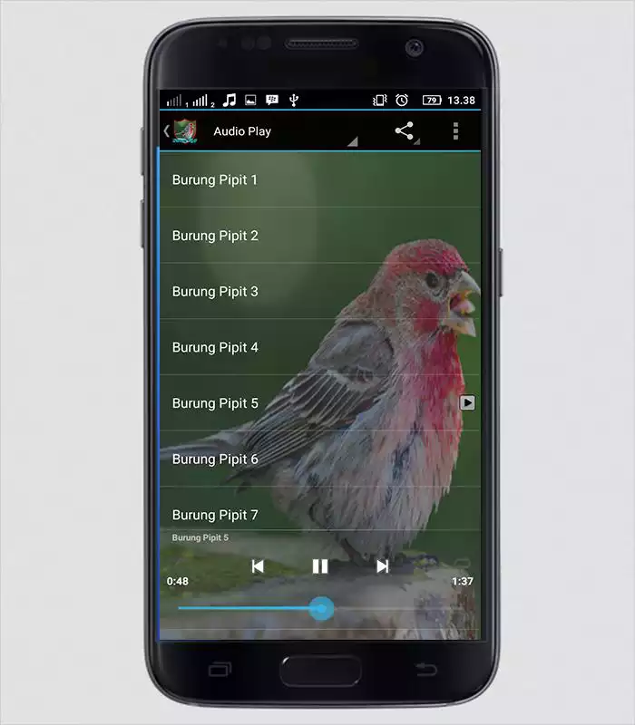 Play Master Kicau Burung Pipit