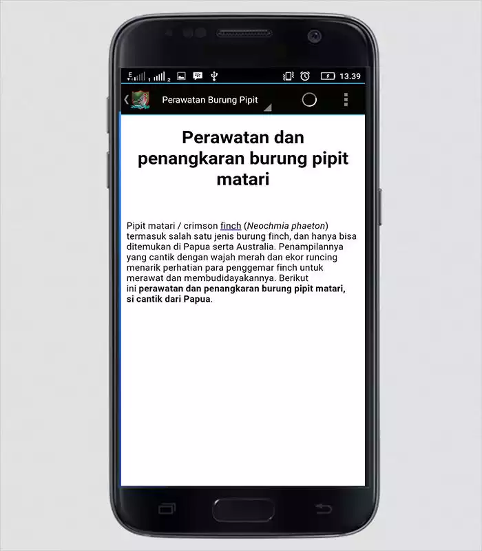 Play Master Kicau Burung Pipit