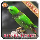 Free play online Master Kicau Burung Serindit APK Free play online Master Kicau Burung Serindit APK