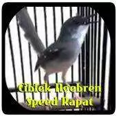 Free play online Master Kicau Ciblek Ngebren APK