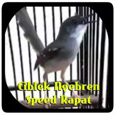 Play Master Kicau Ciblek Ngebren Play Master Kicau Ciblek Ngebren