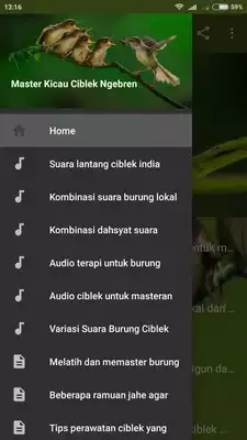 Play Master Kicau Ciblek Ngebren Play Master Kicau Ciblek Ngebren