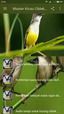 Play Master Kicau Ciblek Ngebren Play Master Kicau Ciblek Ngebren