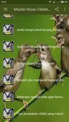 Play Master Kicau Ciblek Ngebren Play Master Kicau Ciblek Ngebren