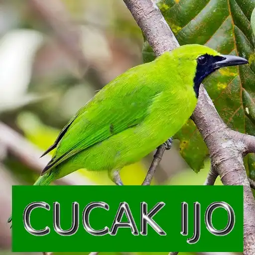 Play Master Kicau Cucak Ijo APK Play Master Kicau Cucak Ijo APK