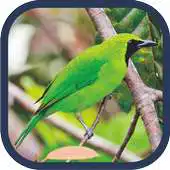 Free play online Master Kicau Cucak Ijo Offline Mp3 APK