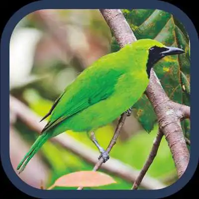 Play Master Kicau Cucak Ijo Offline Mp3