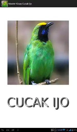 Play Master Kicau Cucak Ijo  and enjoy Master Kicau Cucak Ijo with UptoPlay