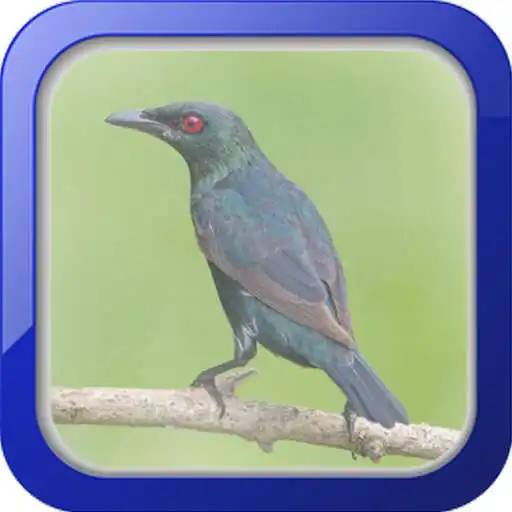 Free play online Master Kicau Cucak Keling APK