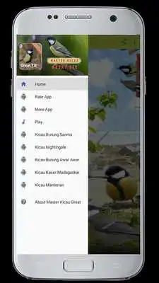 Play Master Kicau GreatTit