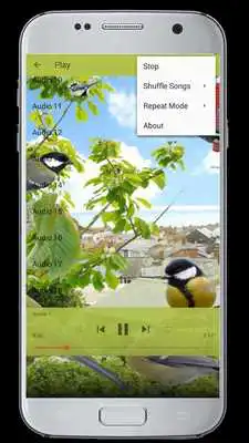 Play Master Kicau GreatTit