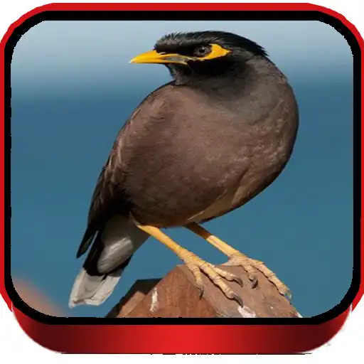 Free play online MASTER KICAU JALAK NIAS LENGKAP APK Free play online MASTER KICAU JALAK NIAS LENGKAP APK