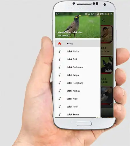 Play MASTER KICAU JALAK NIAS LENGKAP