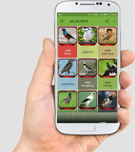 Play MASTER KICAU JALAK NIAS LENGKAP
