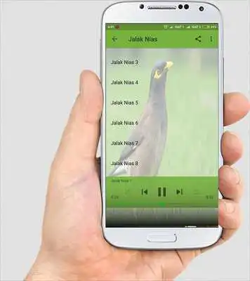 Play MASTER KICAU JALAK NIAS LENGKAP