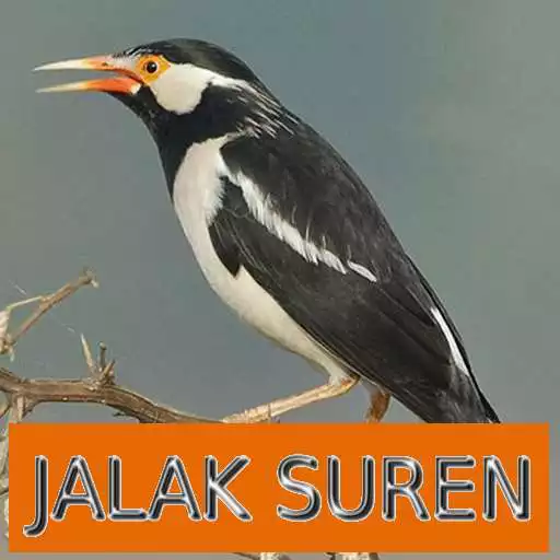 Free play online Master Kicau Jalak Suren APK