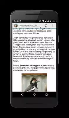 Play Master Kicau Jalak Suren