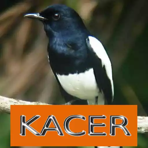 Play Master Kicau Kacer APK Play Master Kicau Kacer APK