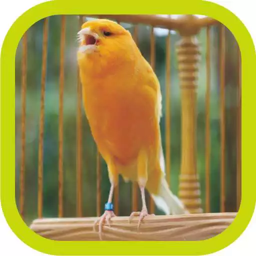 Play Master Kicau Kenari Juara APK