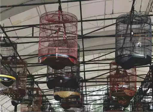 Play Master Kicau Kenari Juara as an online game Master Kicau Kenari Juara with UptoPlay