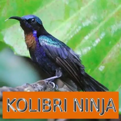 Free play online Master Kicau Kolibri Ninja APK Free play online Master Kicau Kolibri Ninja APK