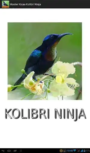 Play Master Kicau Kolibri Ninja