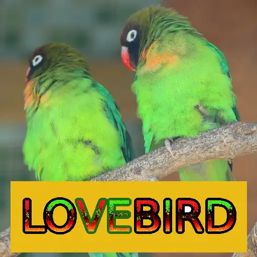 Play Master Kicau Lovebird APK Play Master Kicau Lovebird APK