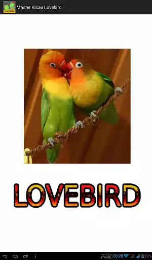 Play Master Kicau Lovebird