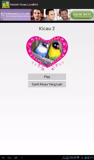 Play Master Kicau Lovebird
