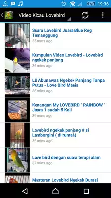 Play Master Kicau Lovebird