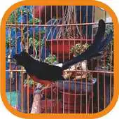 Free play online Master Kicau Murai Batu Mp3 APK